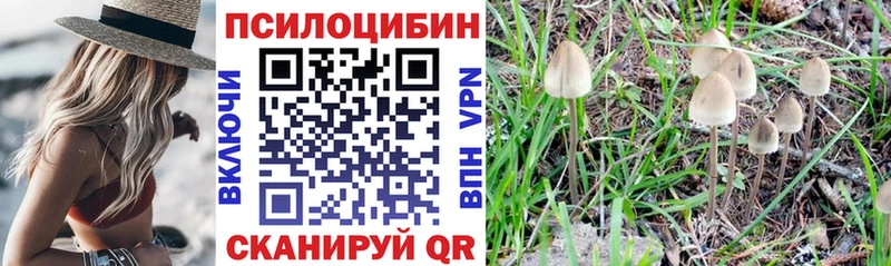 Псилоцибиновые грибы Psilocybe Рыбное